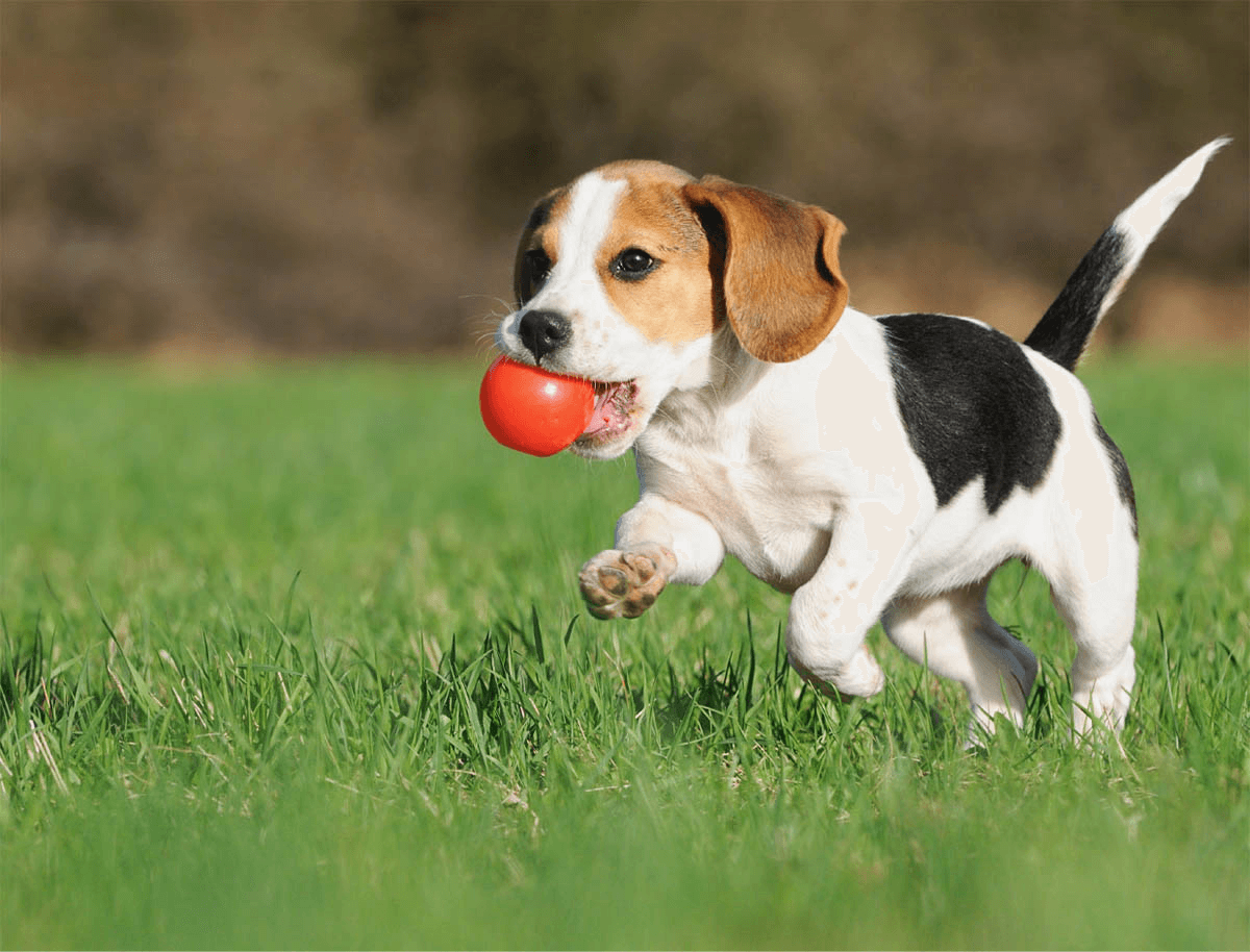 https://taaibhaidogboardingandkennel.com/wp-content/uploads/2019/07/hero_image_01.png