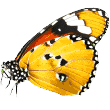 https://taaibhaidogboardingandkennel.com/wp-content/uploads/2019/08/butterfly.png