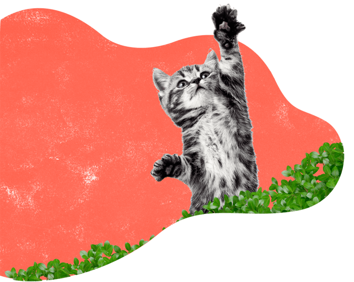 https://taaibhaidogboardingandkennel.com/wp-content/uploads/2019/08/hero_image_12.png